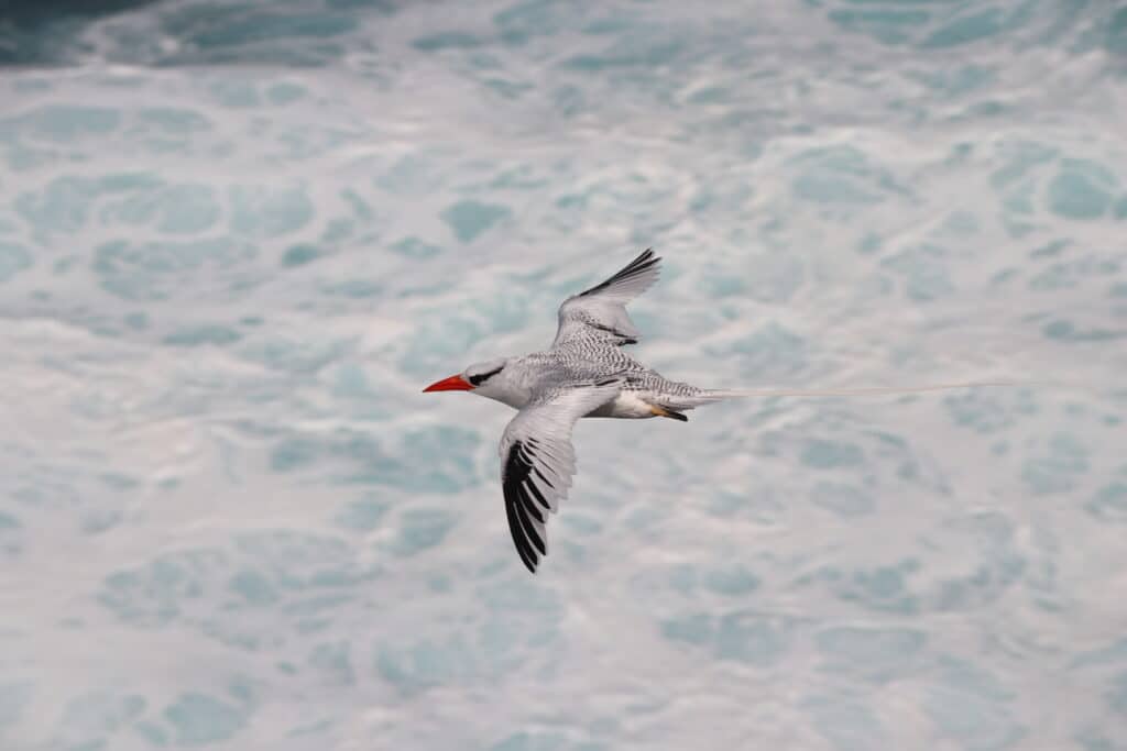 Red-billed_tropicbird (Phaethon aethereus)_Cabo Verde_©Projeto Sal Biodiversidade