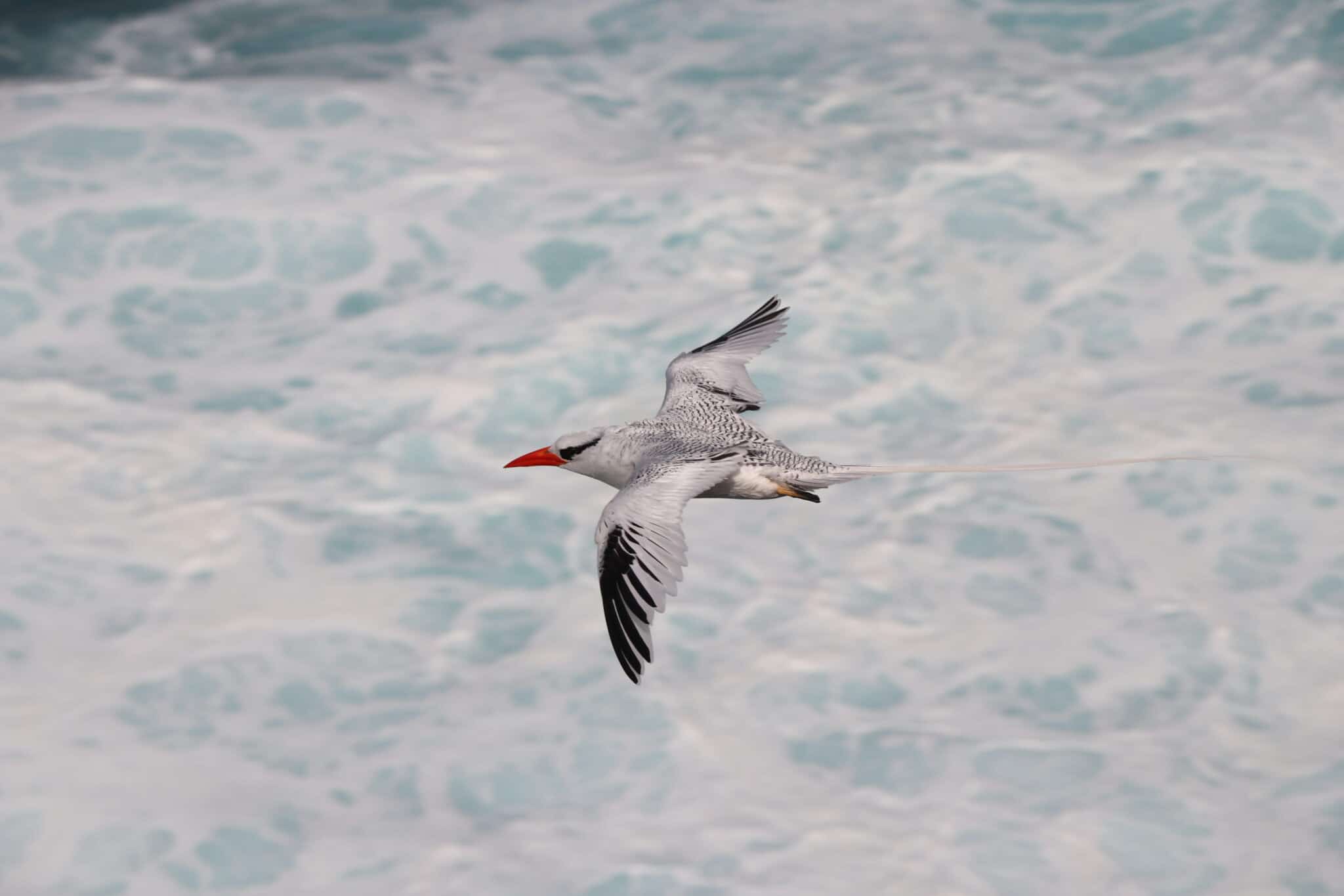 Red-billed_tropicbird (Phaethon aethereus)_Cabo Verde_©Projeto Sal Biodiversidade