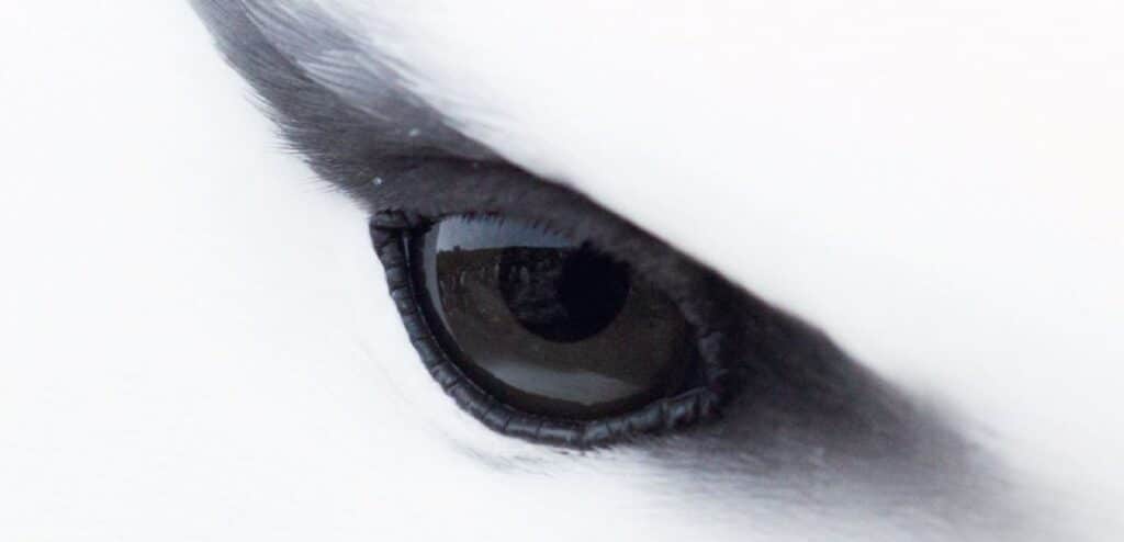 Black-browed ABirds and Biodiversity Targets, lbatross © Jessica Winter