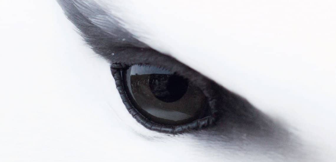 Black-browed ABirds and Biodiversity Targets, lbatross © Jessica Winter