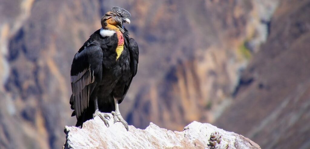 With 3m wingspan, Andean Condor is one of the largest flying birds © Don Mammoser / Shutterstock
