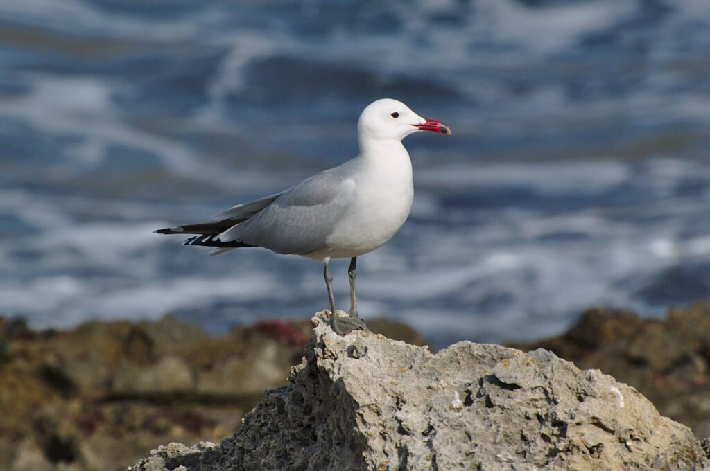When predators strike, Audouin's Gull has nowhere else to flee to © Pintafontes
