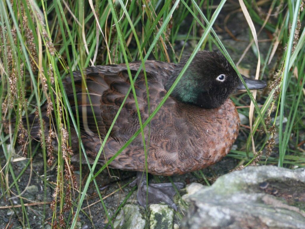 Invasive species control has made the Campbell Teal's habitat safe again © Dick Daniels