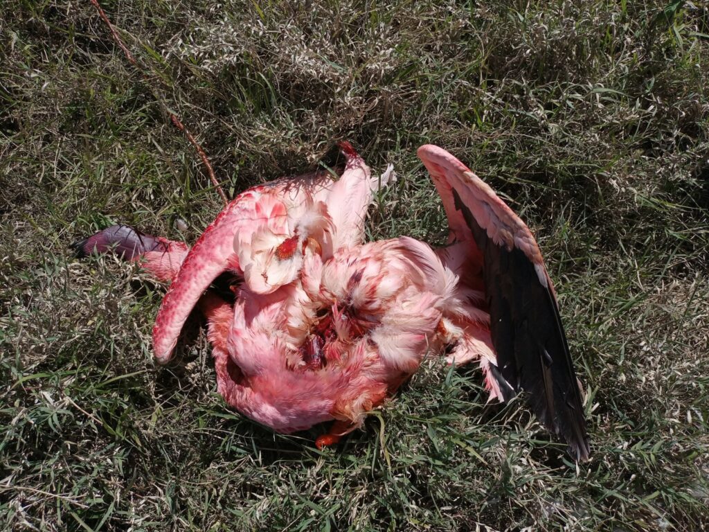 A mutilated carcass of a Lesser Flamingo which died from collision with a power line at Soysambu © Richard Kipn’geno