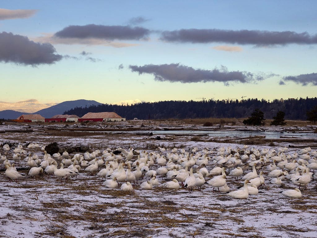 Geese resting on Iona Beach, Fraser River Delta © Birds Canada
