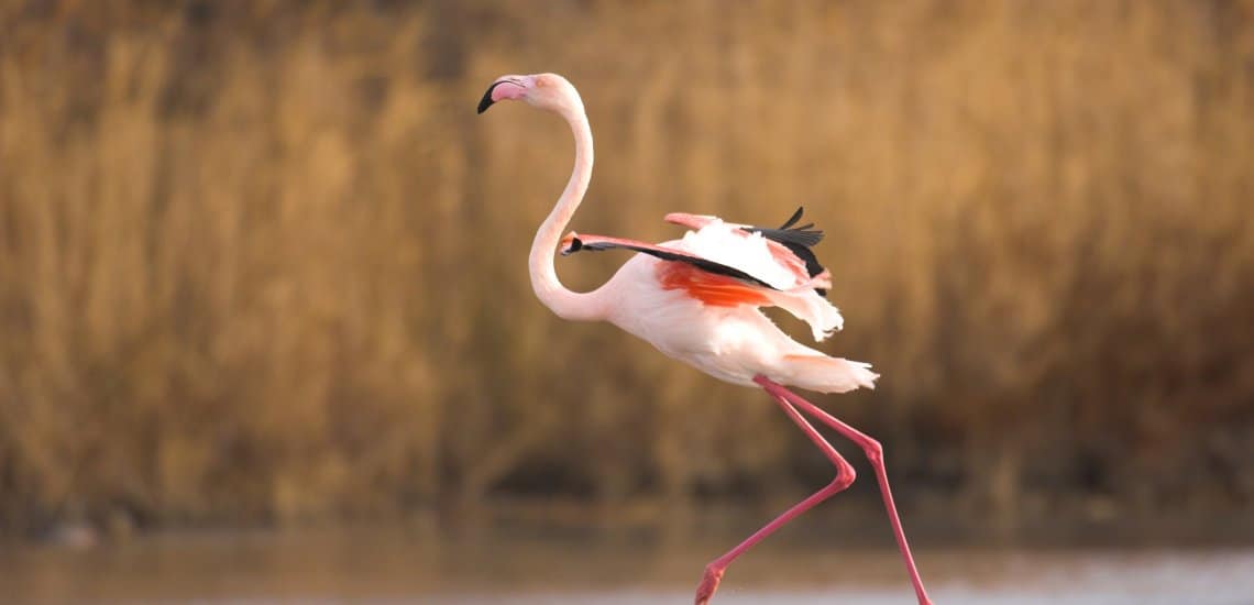 Greater Flamingo