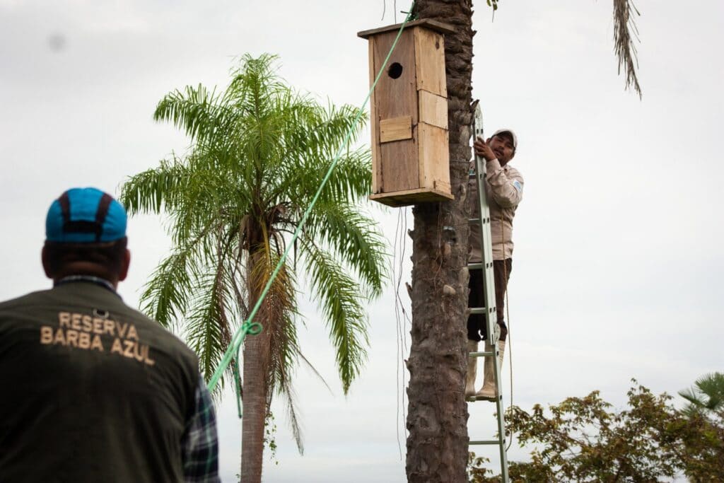 Artificial nest boxes have been key to the Blue-throated Macaw's recovery © Asociación Armonía
