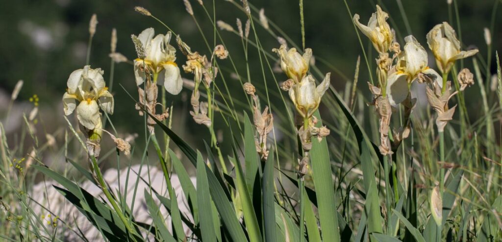 The rare endemic Orjen Iris © Mihailo Jovićević