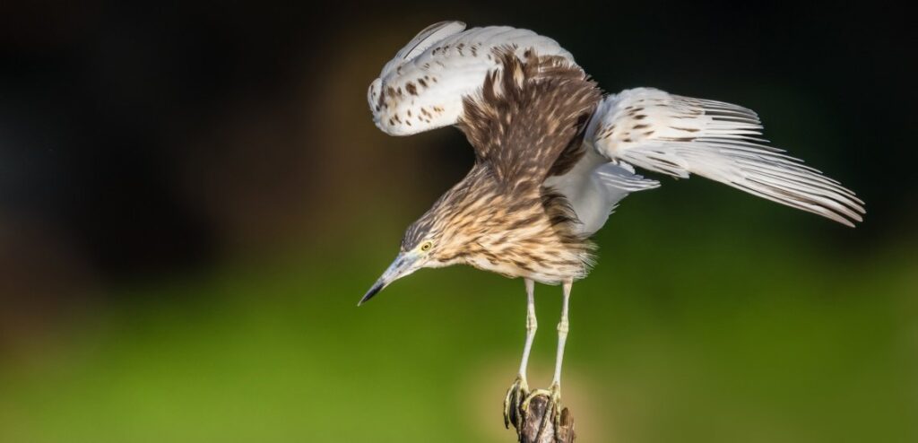 Madagascar pond-heron with internuptial plumage © Gilles ADT
