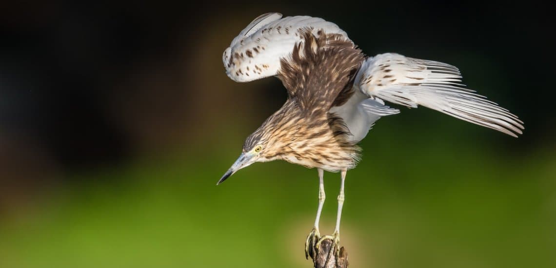 Madagascar pond-heron with internuptial plumage © Gilles ADT