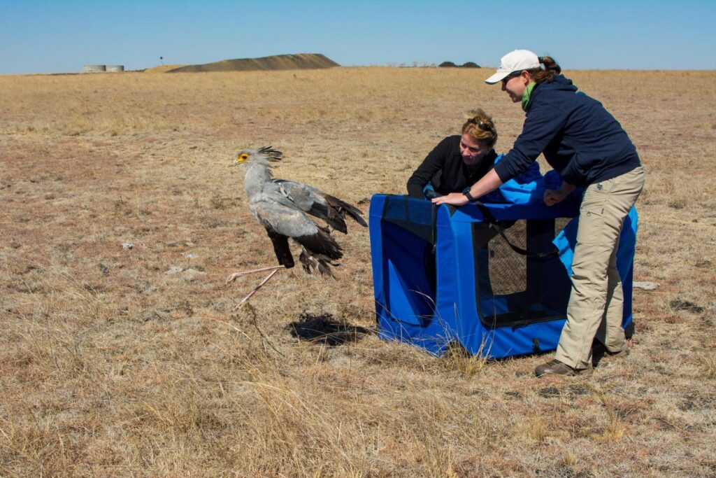 Melissa Howes-Whitecross releases a tagged Secretarybird © Caroline Howes