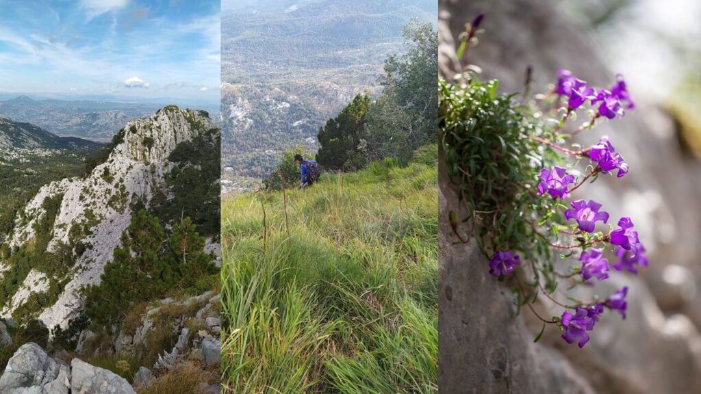 Ridge, Mount Orjen; Popovic finding irises (© Demayo); Edraianthus serpylifolius (© Jovićević)