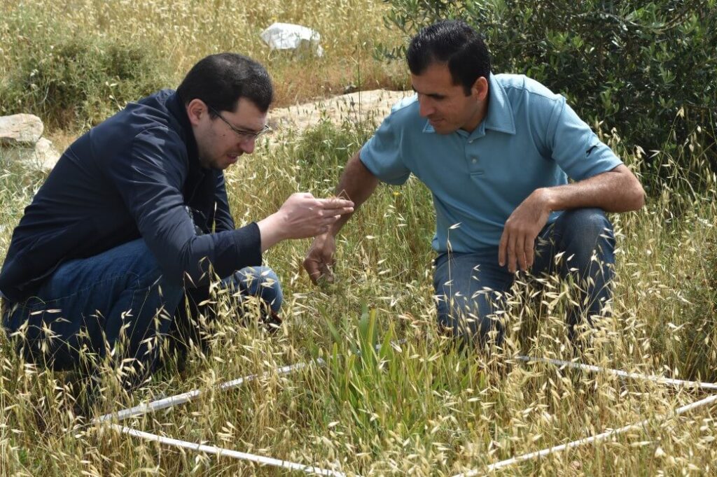 PWLS team surveying Iris haynei in Faquaa village, Palestine © PWLS