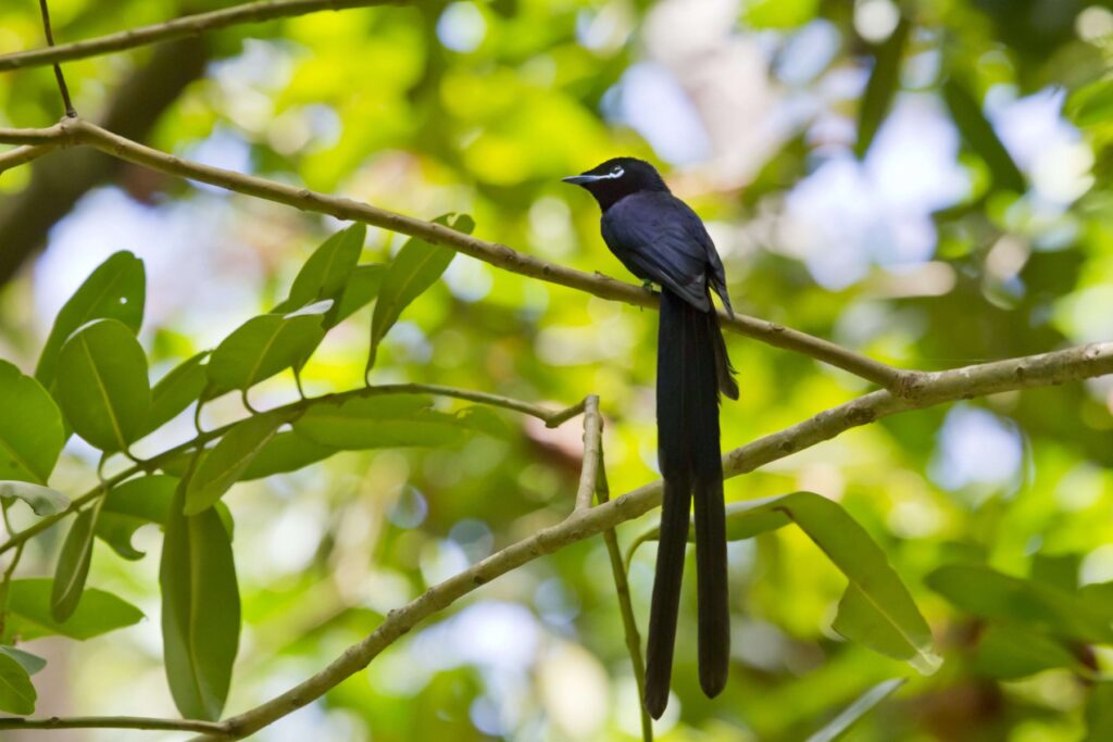 Seychelles Paradise-flycatcher is in recovery © Bildagentur Zoonar Gmbh / Shutterstock