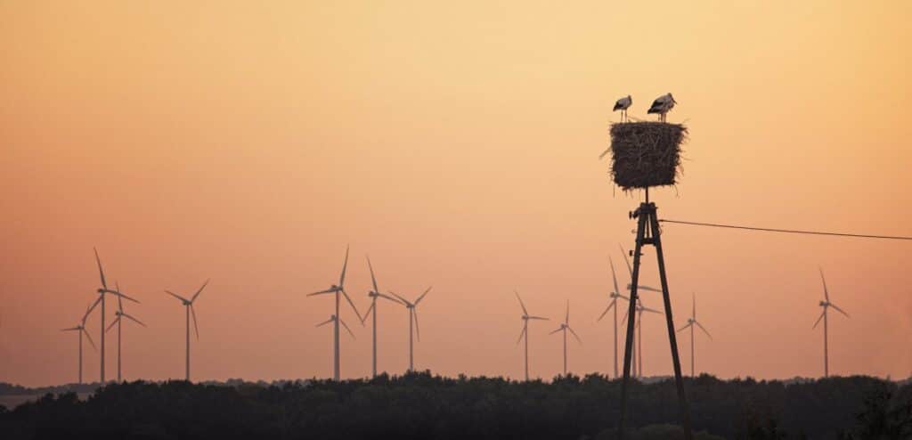 © Laurentiuss / Shutterstock