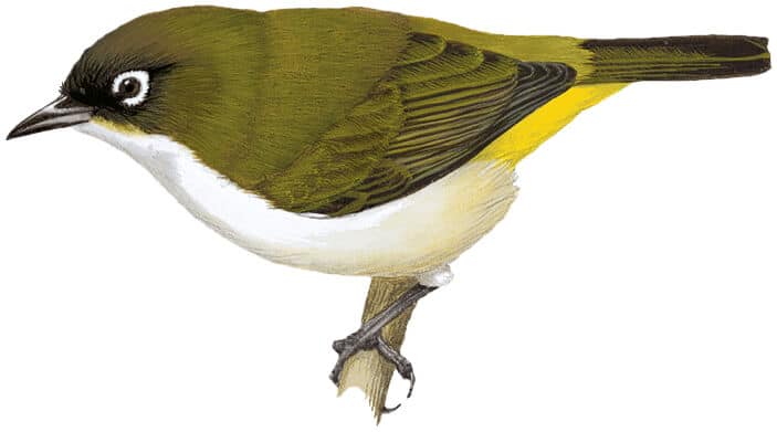 The Tagula White-eye has been assessed as Near Threatened just in time © HBW