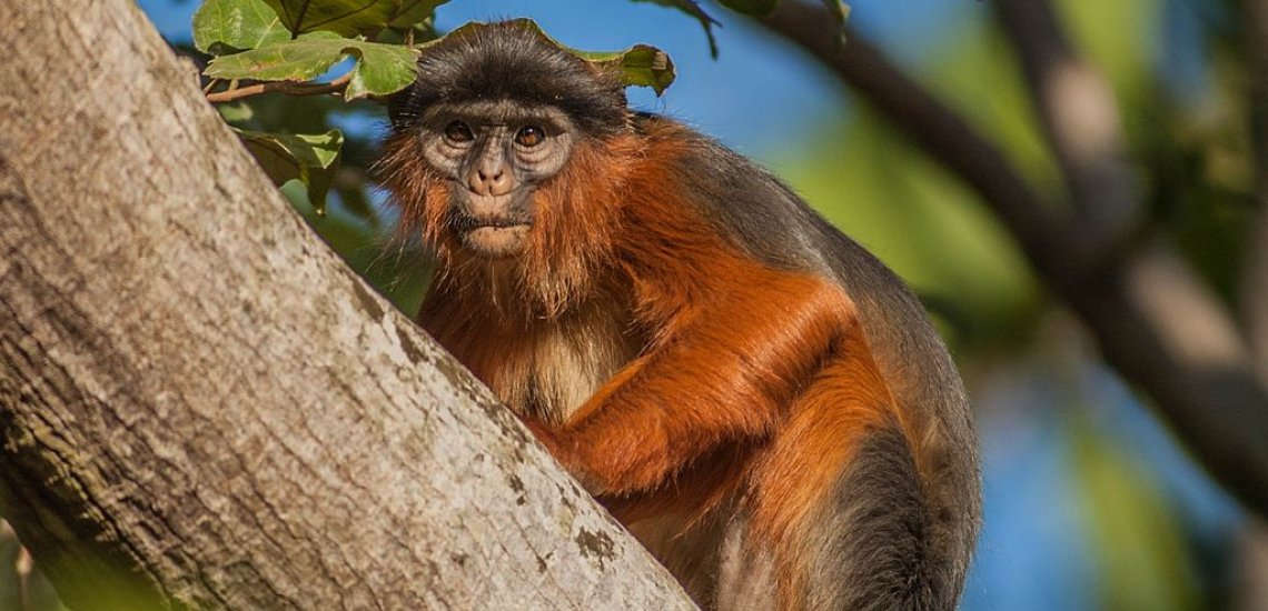 Western Red Colobus © Peter Ichman