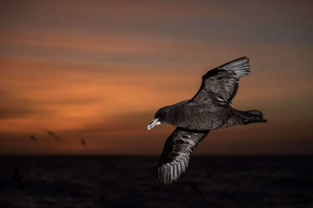 The White-chinned Petrel (Vulnerable) also benefits from Namibia's new laws © Alistair J King