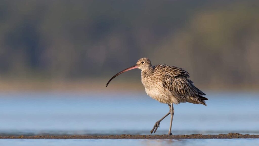 Far Eastern Curlew bird in wetland