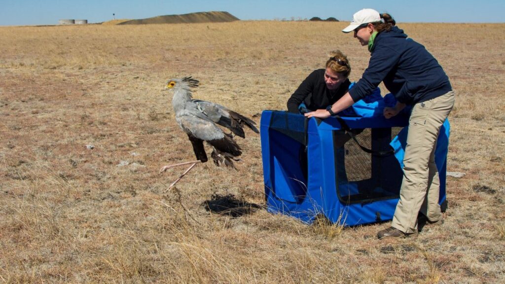Melissa Howes-Whitecross releases a tagged Secretarybird © Caroline Howes