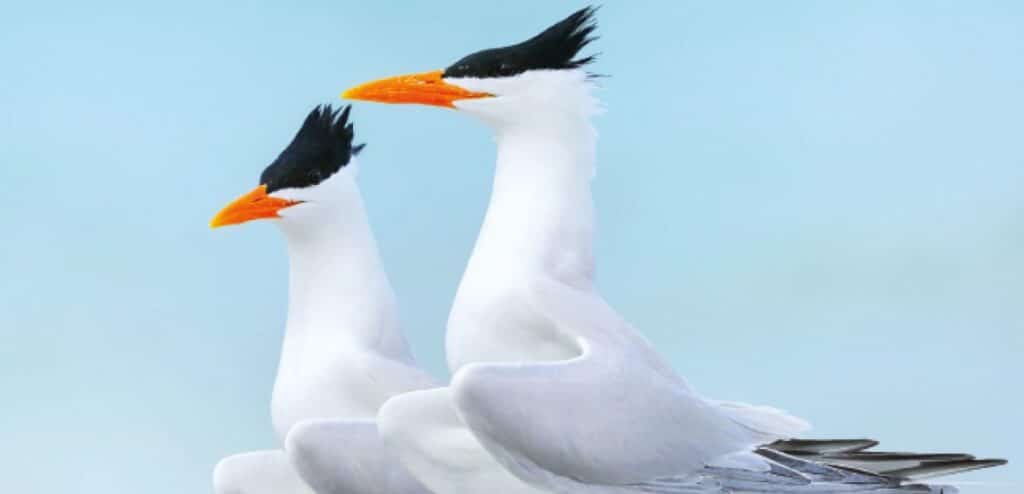 The Messengers Report, CLimate Change, BirdLife International