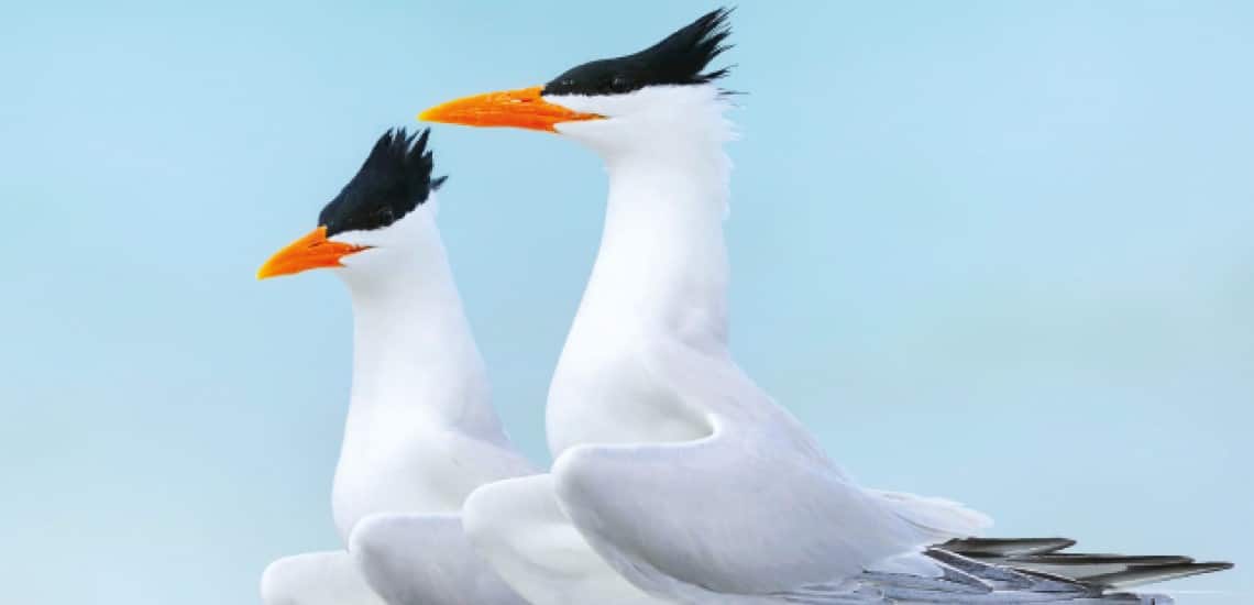 The Messengers Report, CLimate Change, BirdLife International