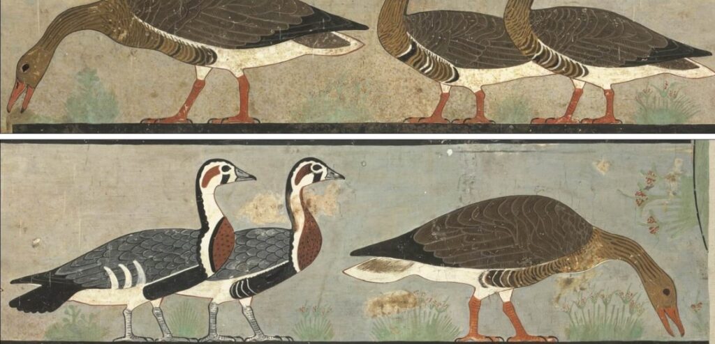 BirdLife International, Egyptian Goose