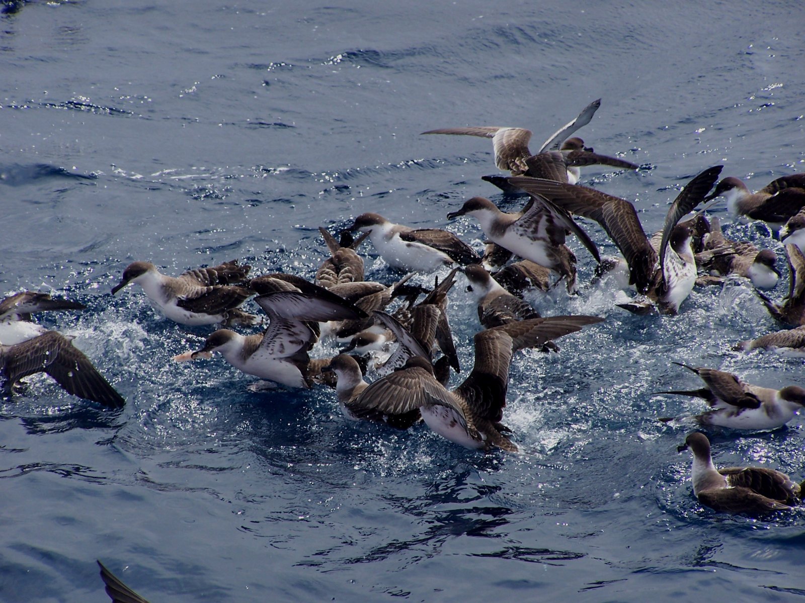 A Great Shearwater feeding frenzy © Martin Abreu