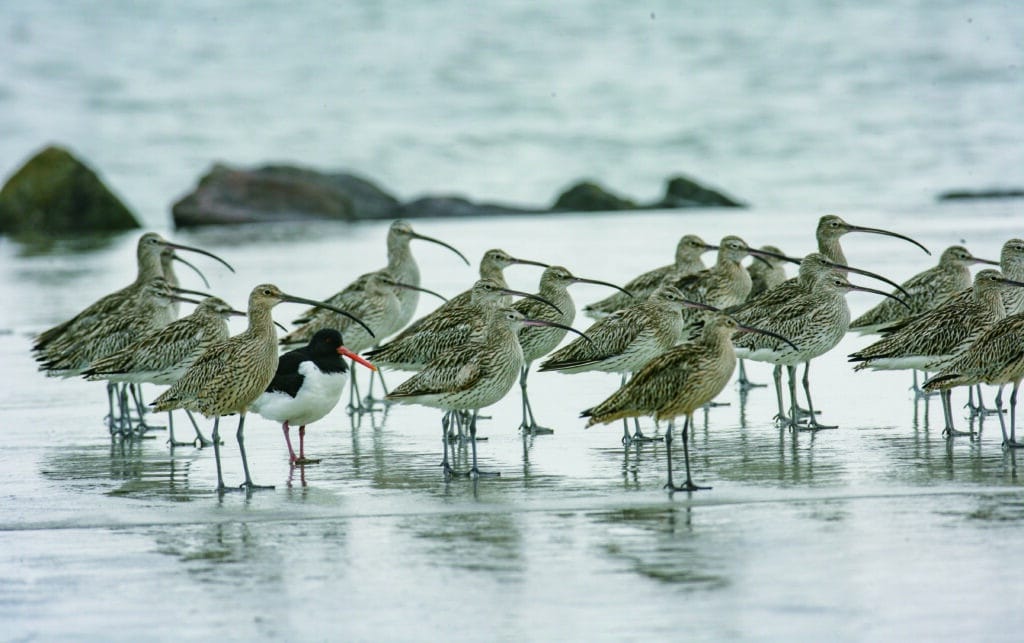 Far Eastern Curlews © Getbol World Heritage Promotion Team