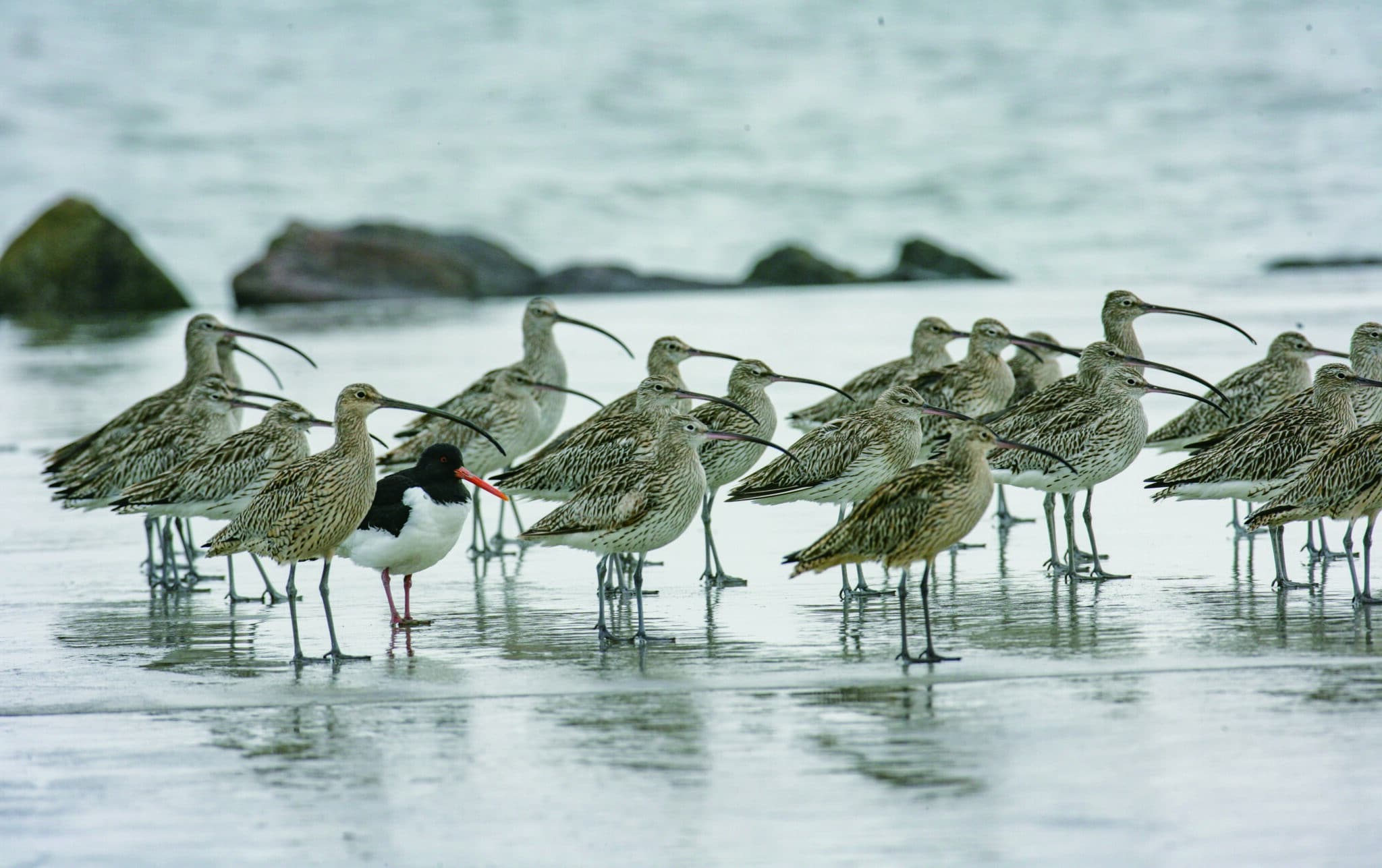 Far Eastern Curlews © Getbol World Heritage Promotion Team