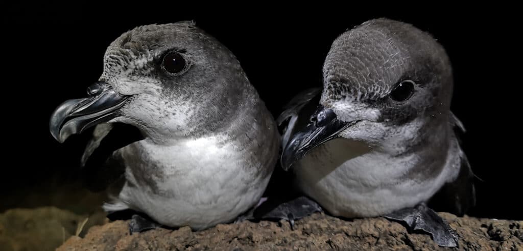 Cape Verde petre_JACOB_GONZALEZ-SOLIS-