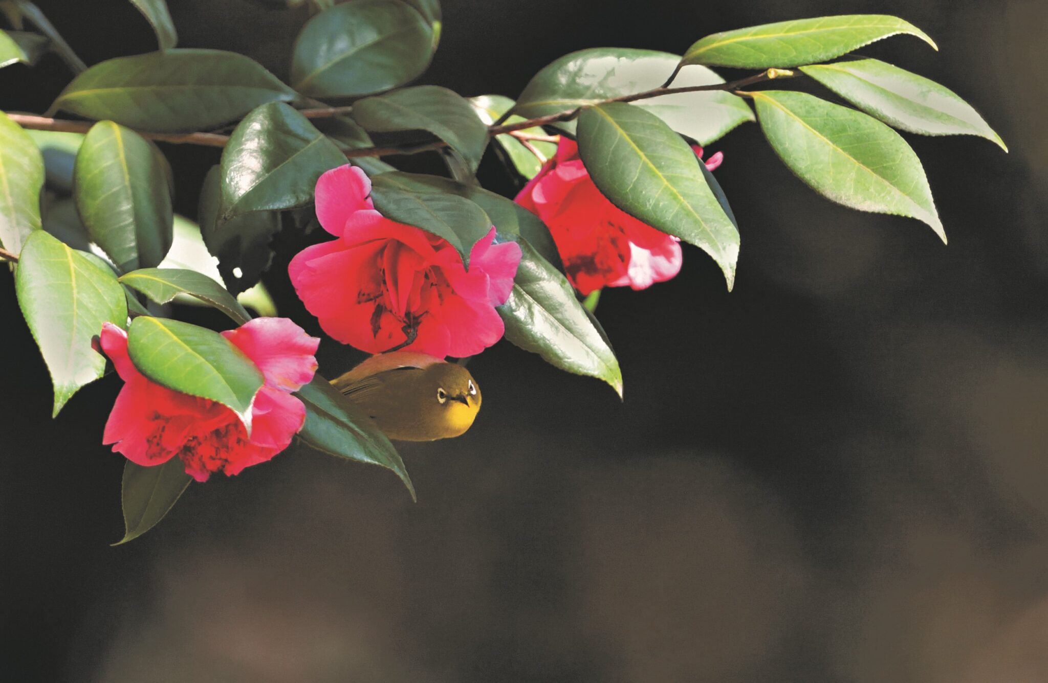 Mountain White-eyes, BIrdLife International