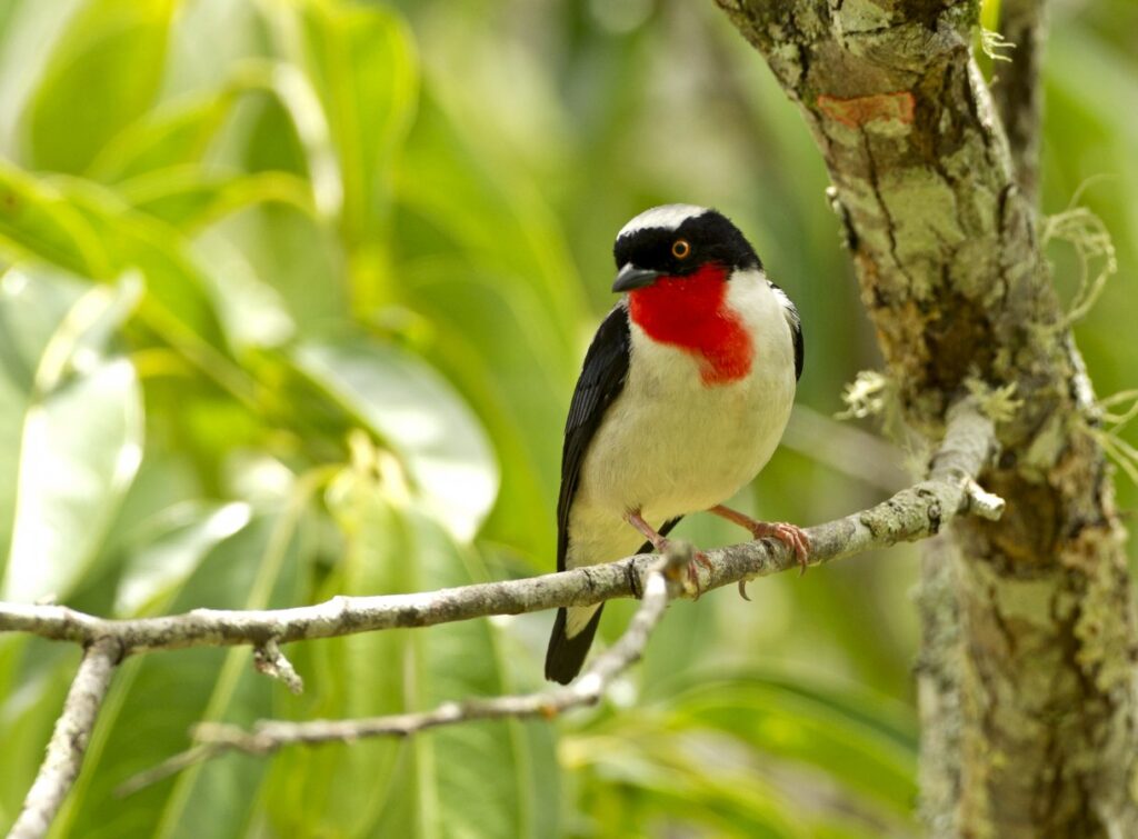 Cherry-throated Tanager © Ciro Albano