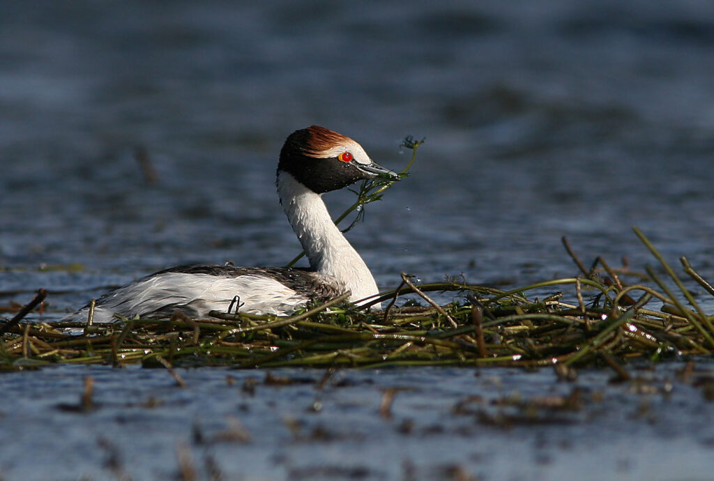 Hooded Grebe © Juan Maria Raggio