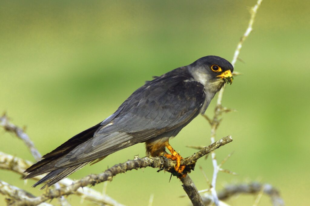 Amur Falcon © Thangam Velusamy / Shutterstock