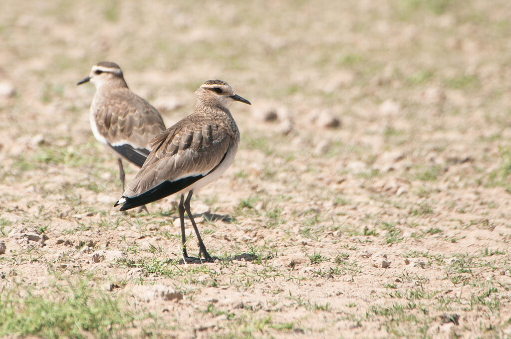 Sociable Lapwing © Oleg Kashkarov