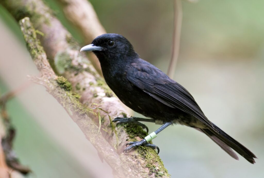 Tahiti Monarch © Fred Jacq
