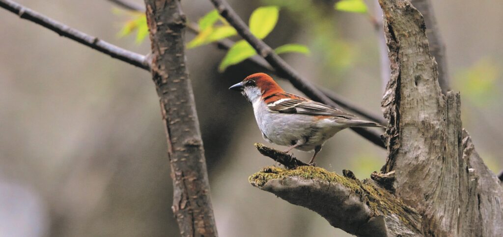 Russet sparrow, BirdLife