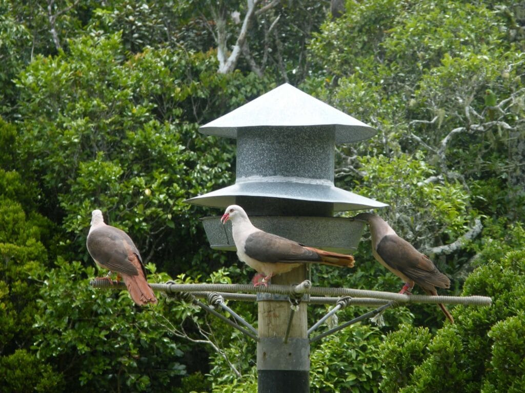 "Pink Pigeon Species" "Pink Pigeon"