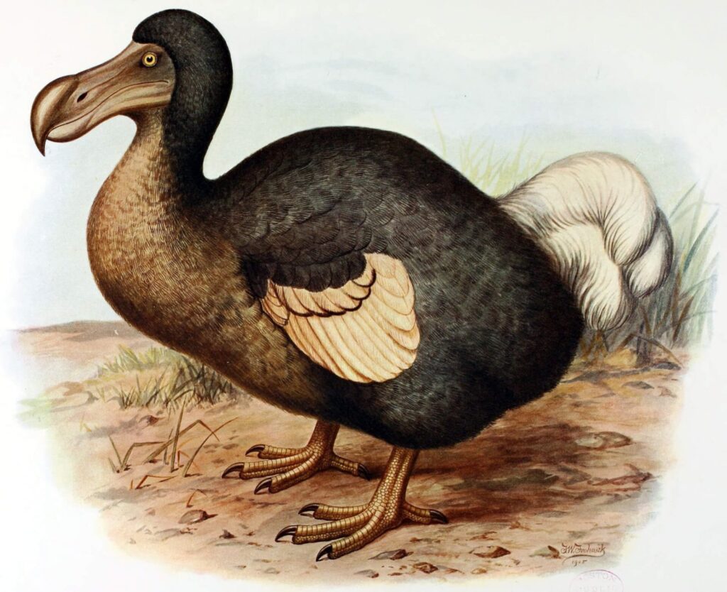 "Dodo"