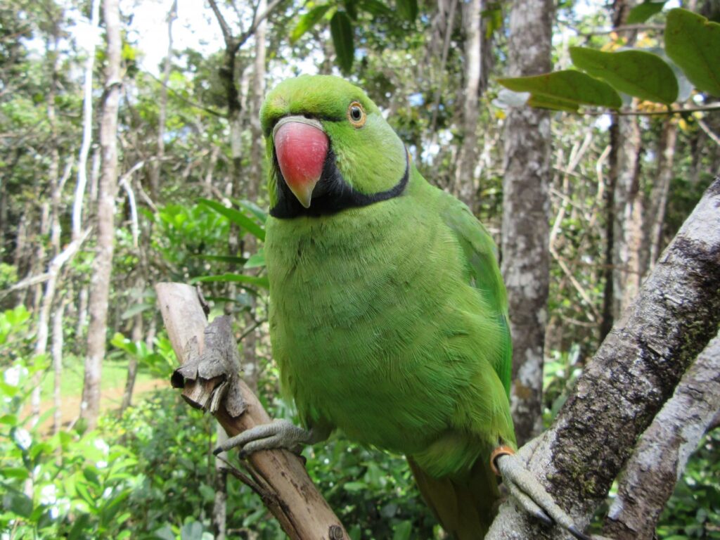 "Echo Parakeet" "Echo Parakeet Species" "Parakeet Species" "Green Bird" Parakeet"