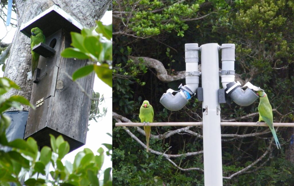 "Echo Parakeet" "Echo parakeets" "Echo Parakeet Species" "Parakeet"