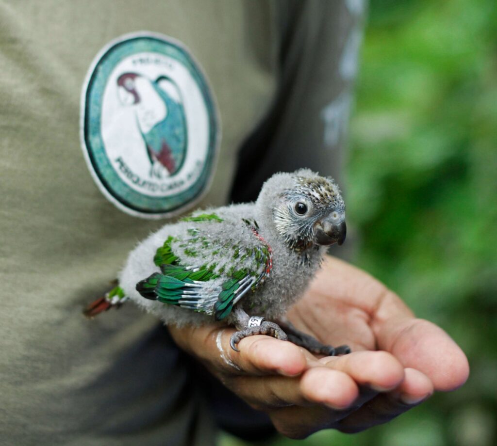"Grey-Breasted Parakeets" "Grey-Breasted Parakeet" "Parakeet"  "Colourful Birds" Colourful Bird" "Pyrrhura griseipectus" 
"Rare Parakeet" "Baby Bird"