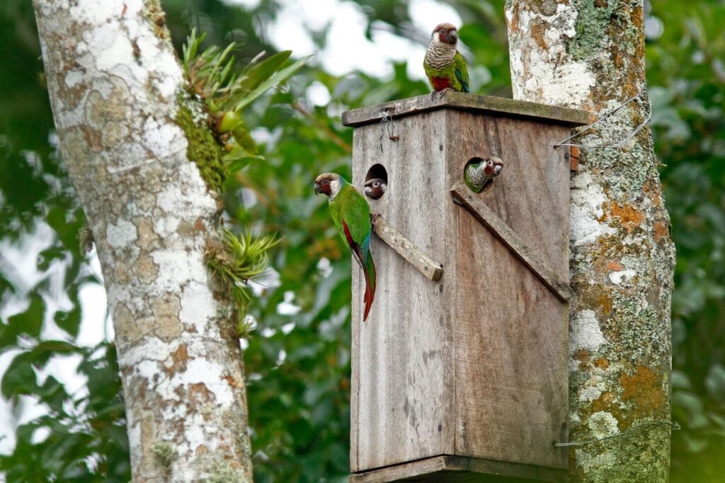 "Grey-Breasted Parakeets" "Grey-Breasted Parakeet" "Parakeet"  "Colourful Birds" Colourful Bird" "Pyrrhura griseipectus" "Birds Nesting"
"Rare Parakeet"