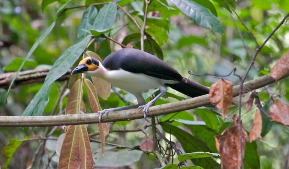 "White-Necked Rockfowl"