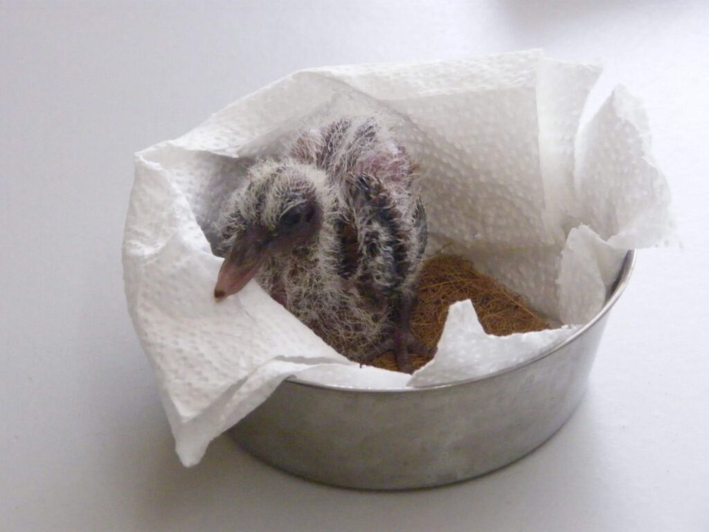 "Pink Pigeon Chick" "Baby Bird"