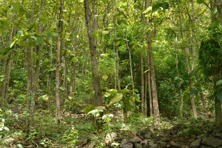 Teak plantation, West Manggarai, Indonesia