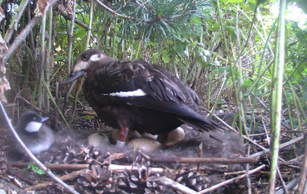 "velvet scoter" "Bird nest" "Duck Nest" "Baby Bird" "Duckling"