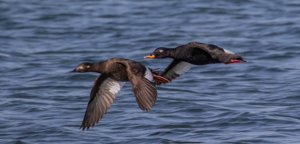 "Velvet Scoters" "Scoter" "Ducks Flying" "Pair of Ducks" "Rare Duck"