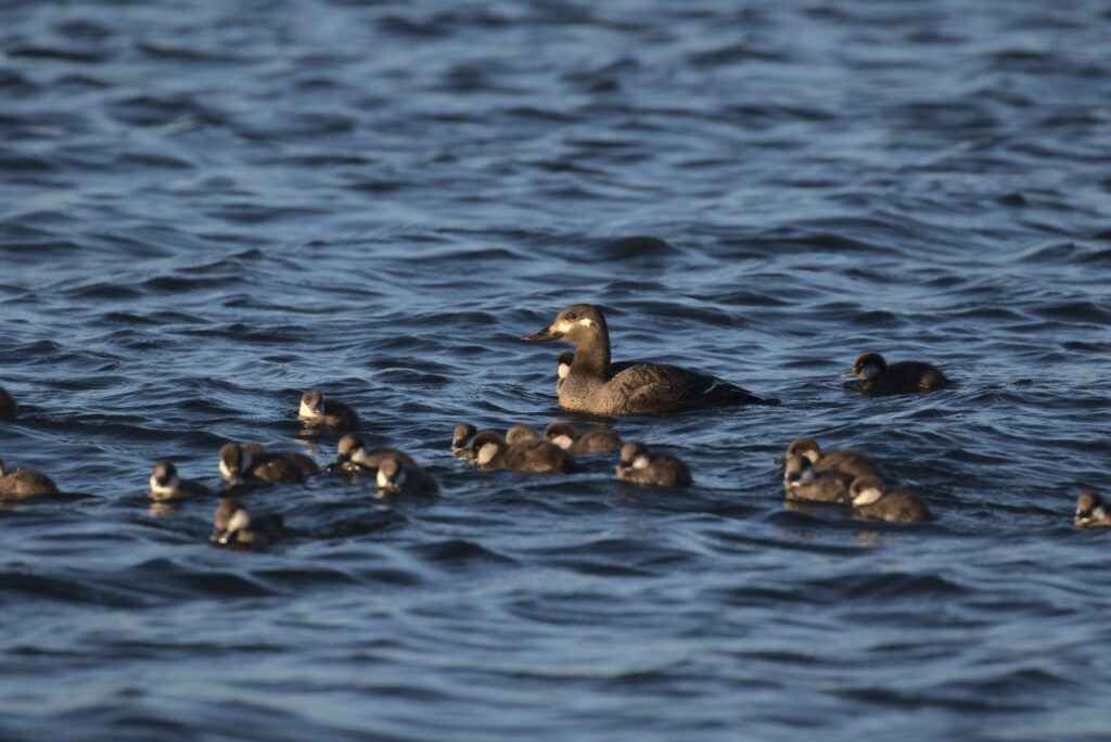 "Velvet Scoter" "Female Velvet Scoter" "Ducklings" "Baby Birds"